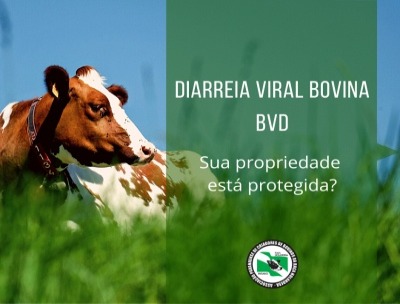 Sua propriedade está protegida da BVD?